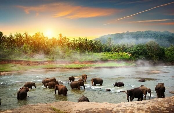 Sri_Lanka pinnawala Elephants