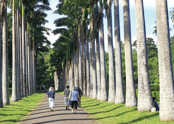 Peradeniya garden 1